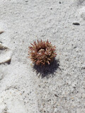 Sea Urchin in sand on Sanibel Island, FL