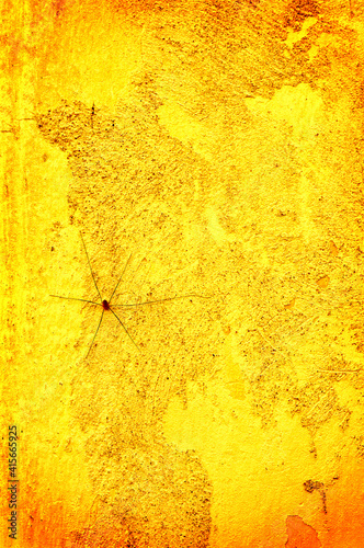 Spider on yellow wall