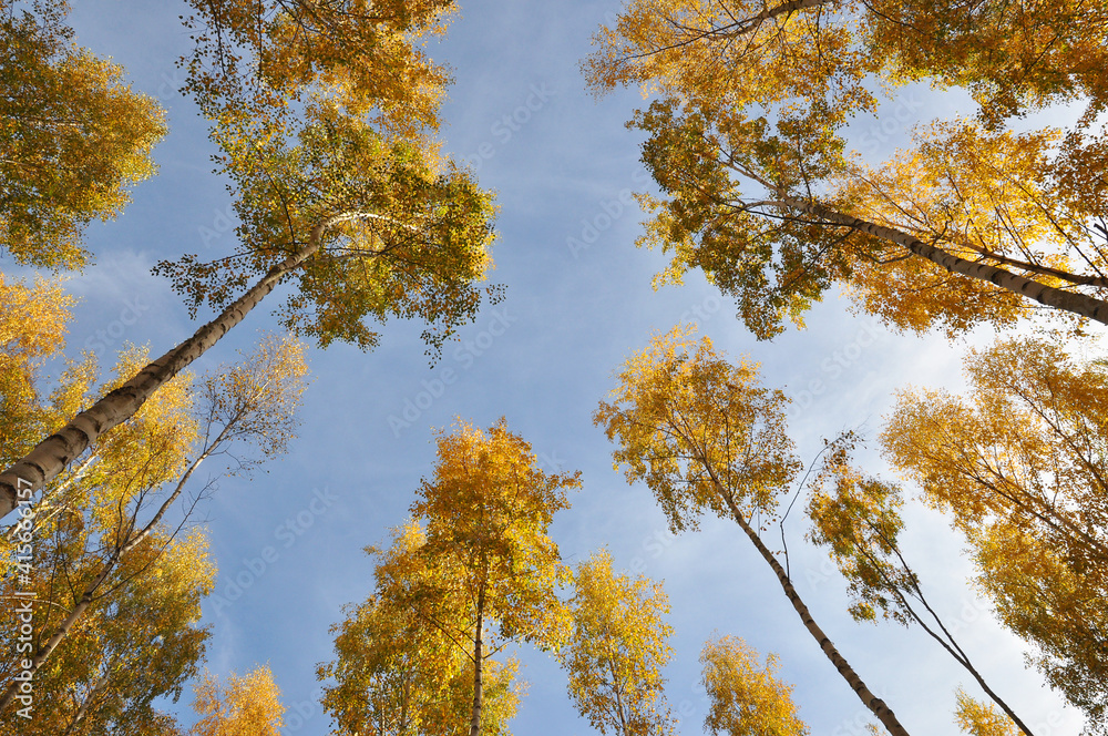 Fototapeta premium Yellow birch trees from below