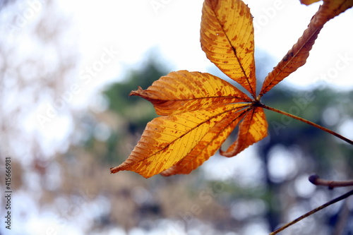 Autumn leaves with the background of the forest and bokeh effect