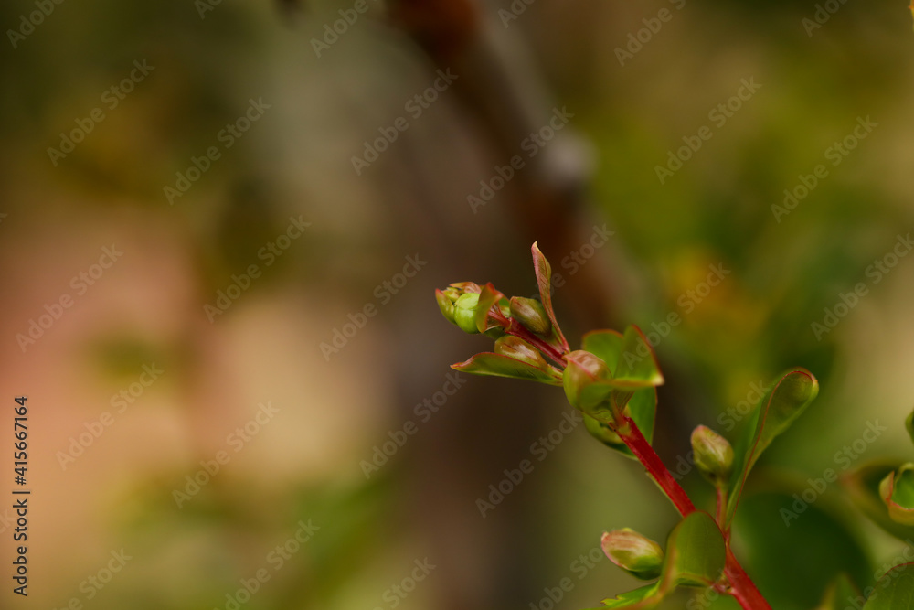 Delicate green crepe myrtle leaves with orange tinge close up with bokeh background Delicate green crepe myrtle leaves with orange tinge close up with bokeh background
