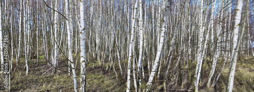 Beautiful birch forest in spring