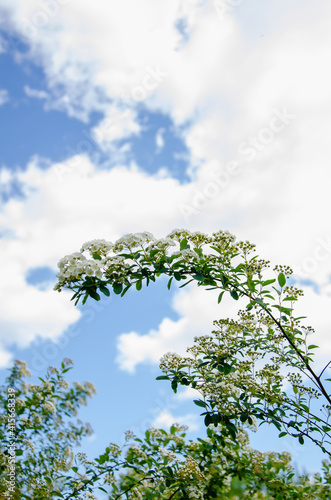 White flowers of spiraea nipponica nature background