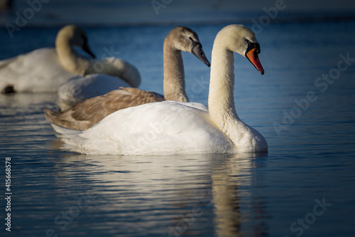 two swans in the lake