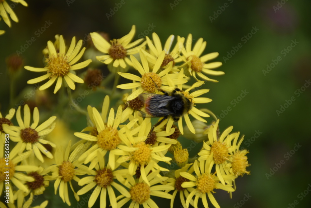 Close up of the flower with an insect Close up of the flower with an insect