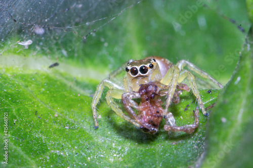 spider on the web © armifauzi