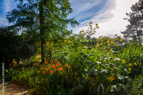 helianthus strumosus  injapanese garden on Margaret island in Budapest. Excellent holiday  in summer photo