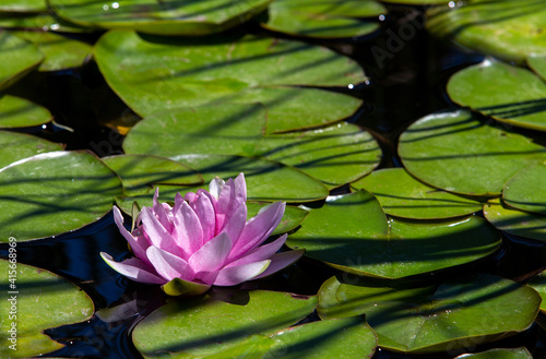 Cuadro en lienzo water lily in japanese garden inMargaret issland in Budapest