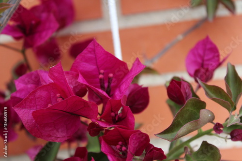 Pink flower