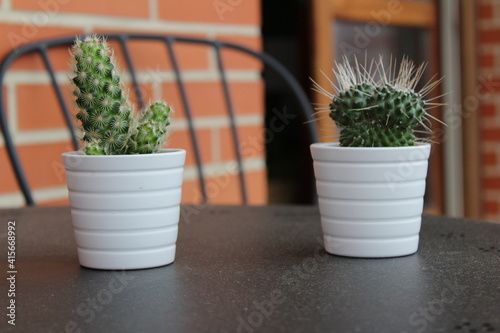 Cactus in a pot