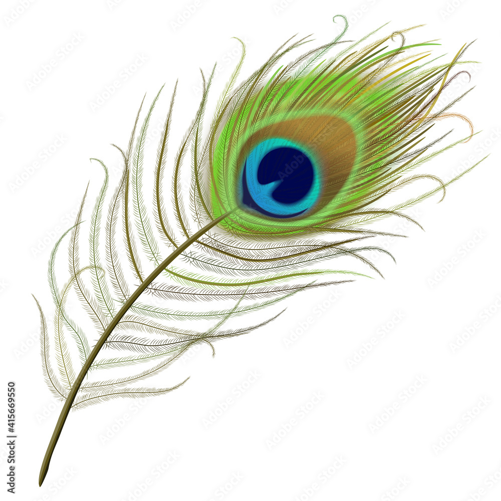 4,200+ Peacock Feather Drawing Stock Photos, Pictures & Royalty-Free Images  - iStock