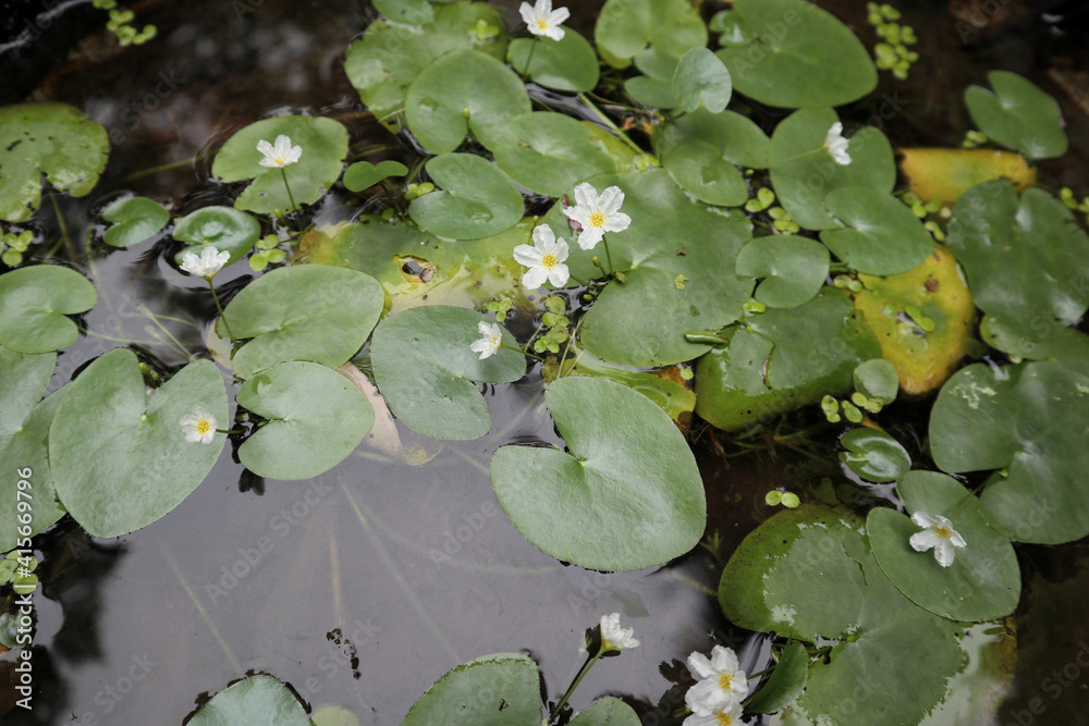 Few tiny white waterlily flowers and leaves on a pond Few tiny white waterlily flowers and leaves on a pond