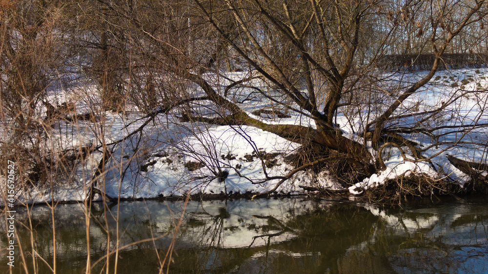 Tree by the river in winter.