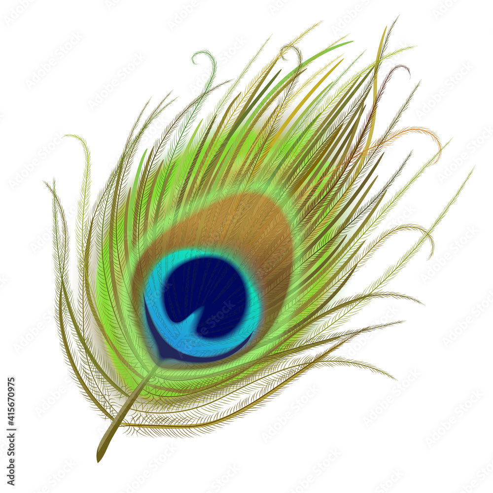 Obraz premium Peacock feather realistic in boho style. Luxury design.