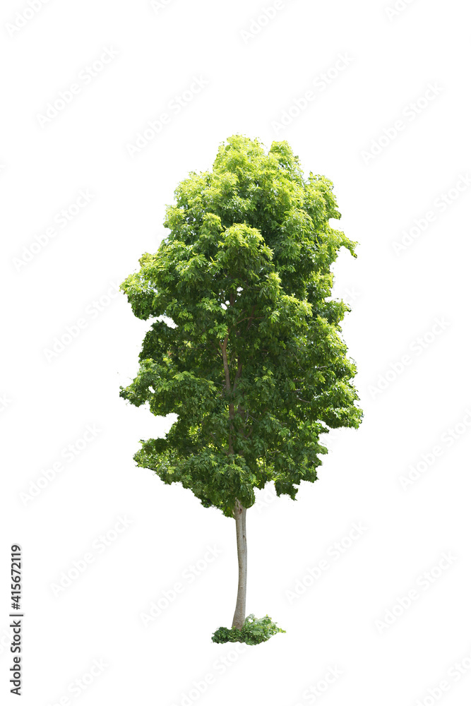 tree isolated on white background tree isolated on white background