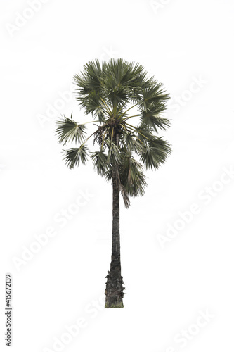 palm tree isolated on white © Smallroombigdream