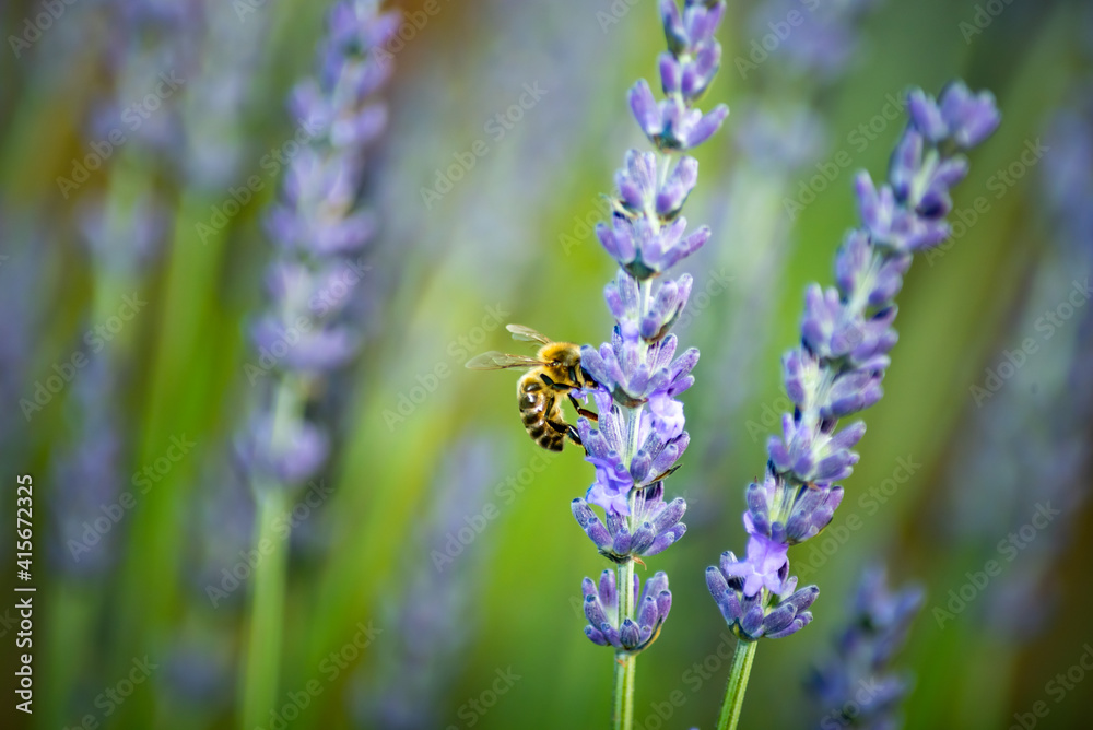 Bee collecting pollen on lavender Bee collecting pollen on lavender