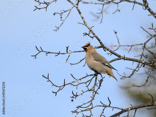 Bohemian Waxwing Sitting on Tree Branch and Eating Berries in Winter  on Blue Sky