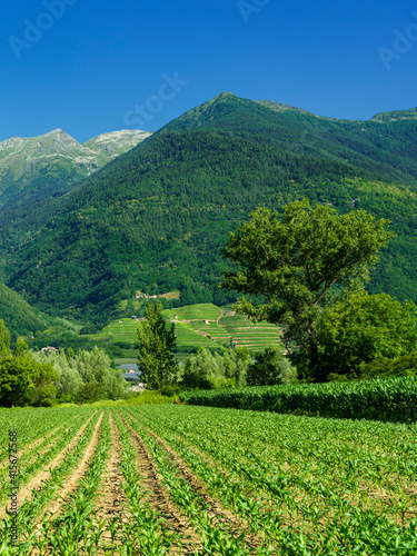Vineyards along the Sentiero della Valtellina, Italy, from the cycleway