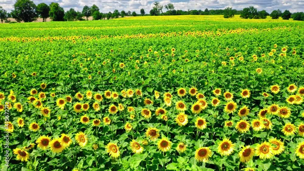 Aerial view of blooming sunflower field in sunny summer Aerial view of blooming sunflower field in sunny summer