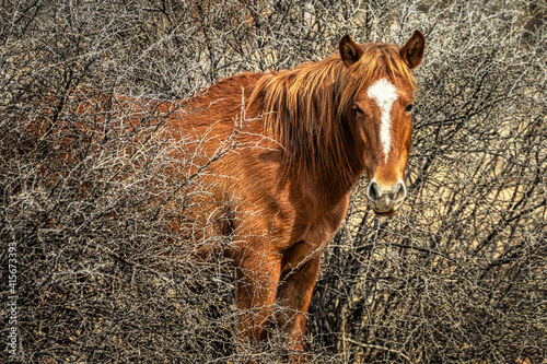 Salt River Wild Horses photo