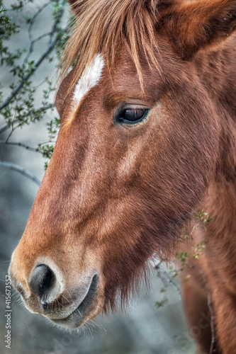 Salt River Wild Horses photo