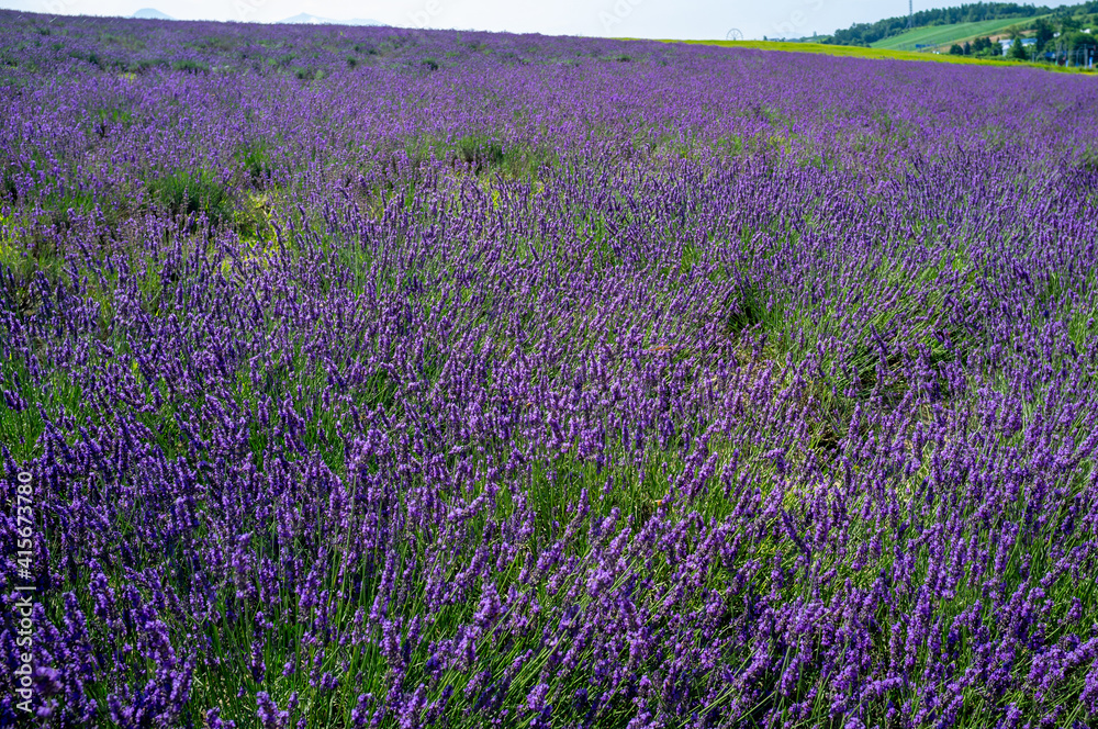 Naklejka premium paisagens rurais de Hokkaido.