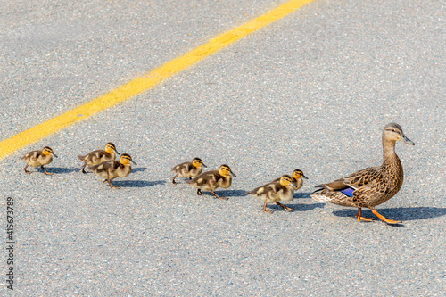 A mother duck leading her babies across a road on a bright sunny day. Yellow line in the center of the road. Seven baby ducks follow the mother.