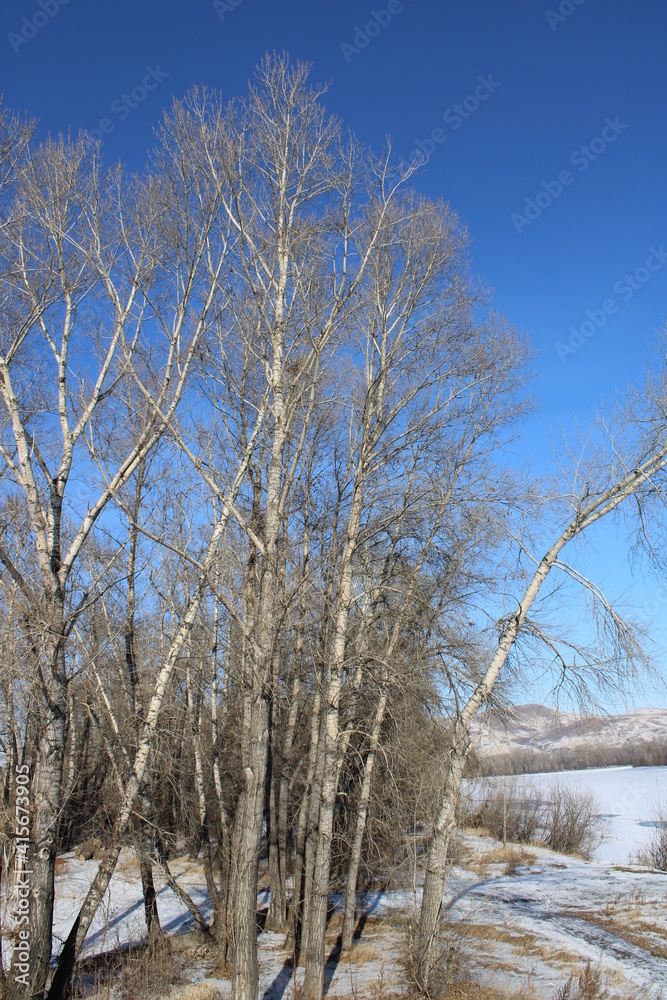 Trees in the Siberian Nature Reserve