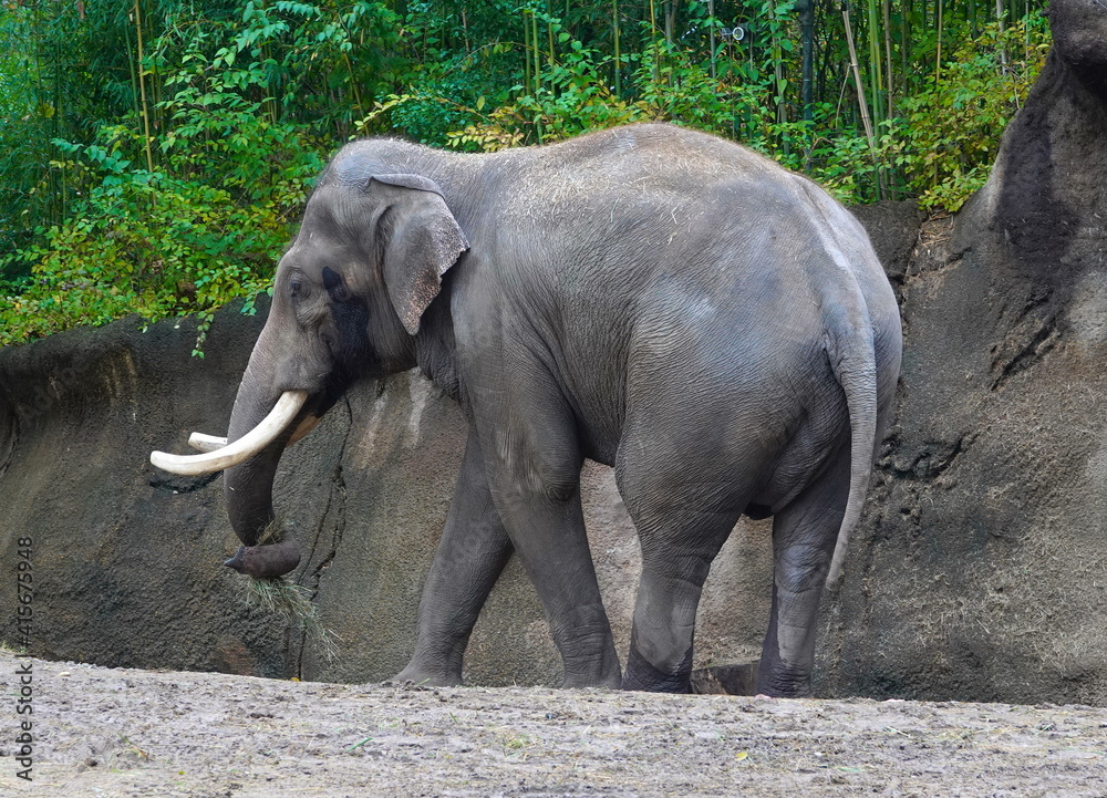 Fototapeta premium elephant
