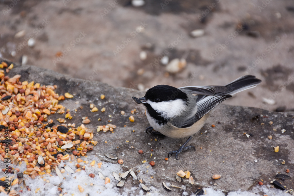 Obraz premium Black-capped Chickadee