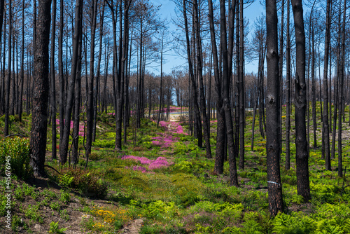 Pine Forest Mata Nacional de Leiria, Portugal