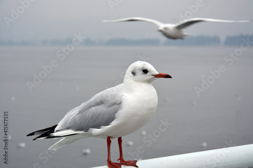 a larus ridibundus stand on the handrail in cloudy day