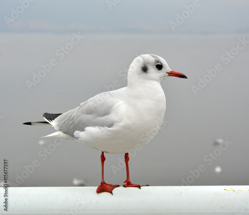A white larus ridibundus see beyond standing on the handrail in cloudy day