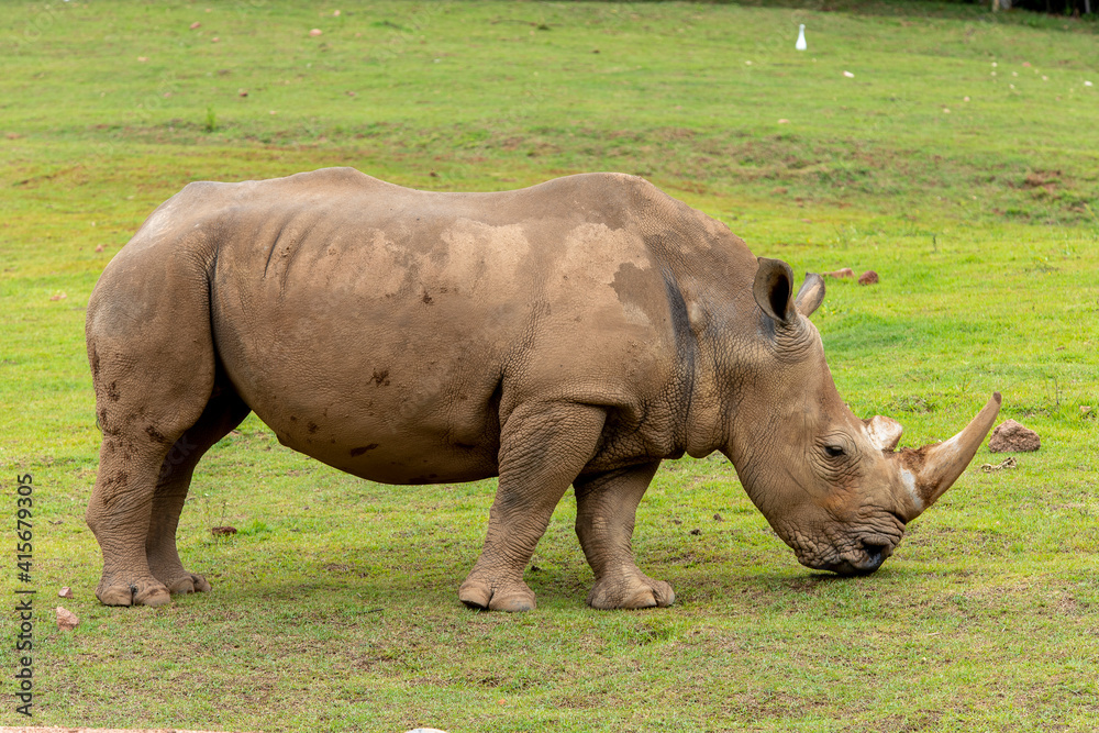 A white rhino on field A white rhino on field