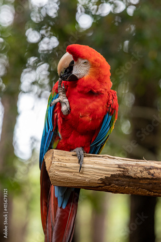 colorful Scarlet Macaw parrot