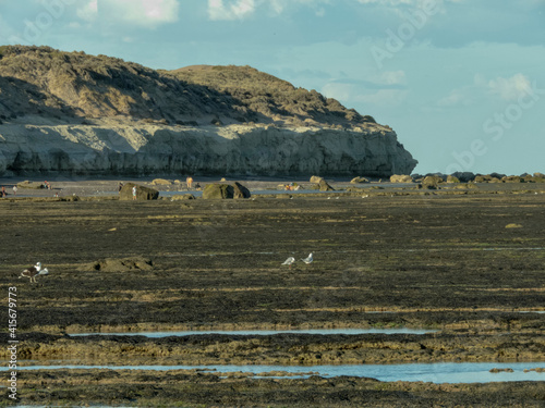 Gaviotas buscando comida en la marea baja