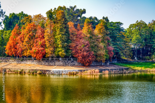 Red maple tree forest by the water in autumn, autumn scenery