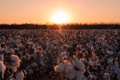 Fototapeta Naklejka Na Ścianę i Meble -  Cotton Field Sunset 