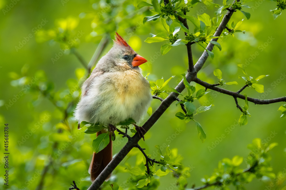 A female Northern Cardinal (Cardinalis cardinalis) perched on a branch in the spring sun.