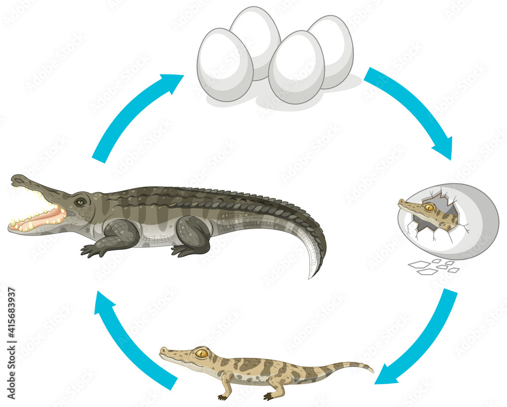 Life cycle of crocodile on white background Stock Vector | Adobe Stock