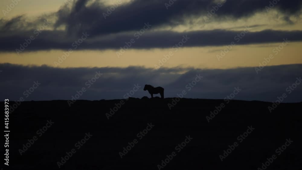 Lone horse silhouette on hill Iceland Lone horse silhouette on hill Iceland
