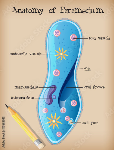 Anatomy of a Paramecium
