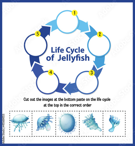 Diagram showing life cycle of Jellyfish