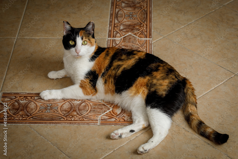 Gato Calicó descansando en el piso de la casa. Stock Photo | Adobe Stock