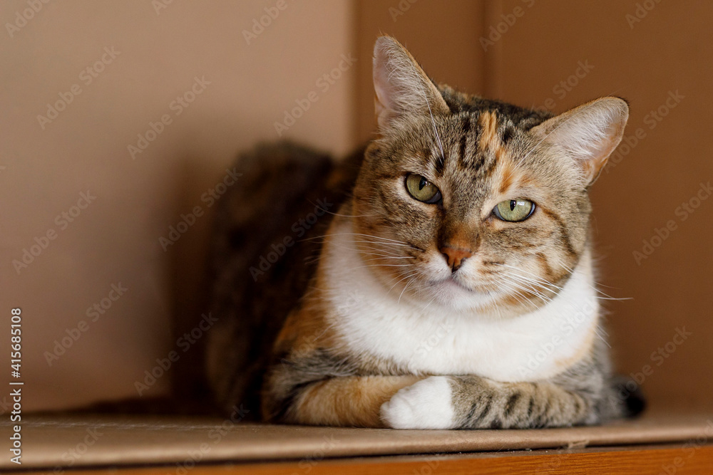 Gato rayado con cara de enojo , descansando en una caja de cartón.