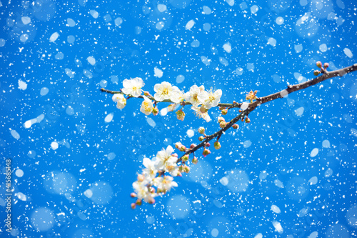 Snow plum blossom in winter photo