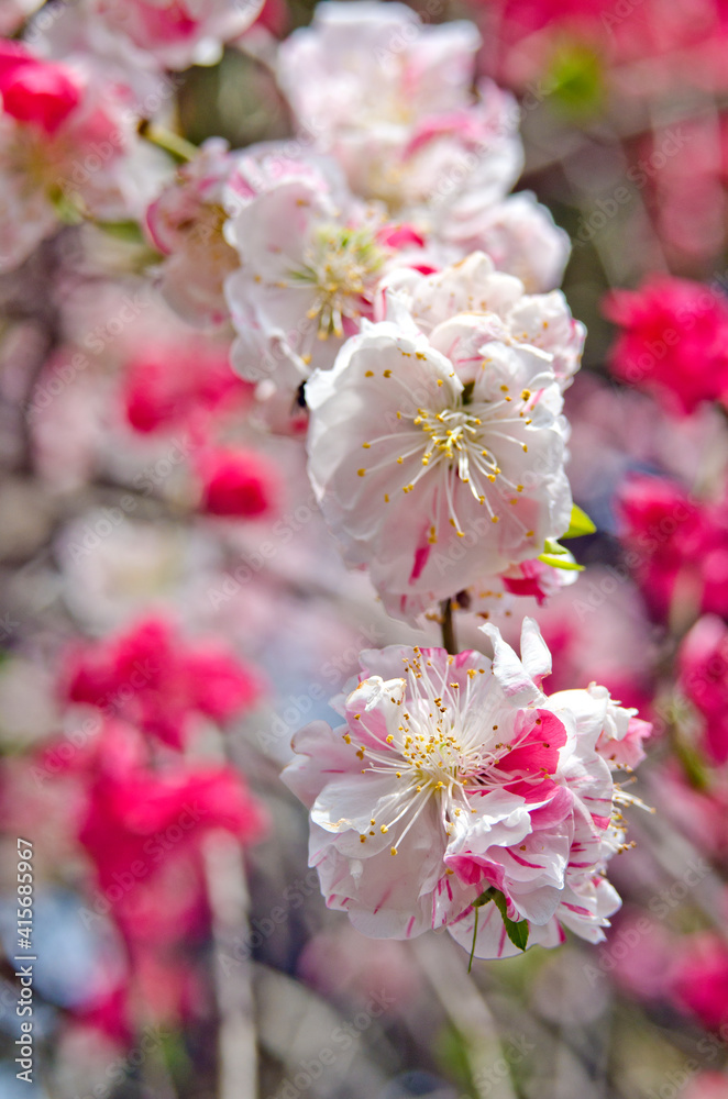 Close up of plum blossoms in springtime in Japan. Close up of plum blossoms in springtime in Japan.