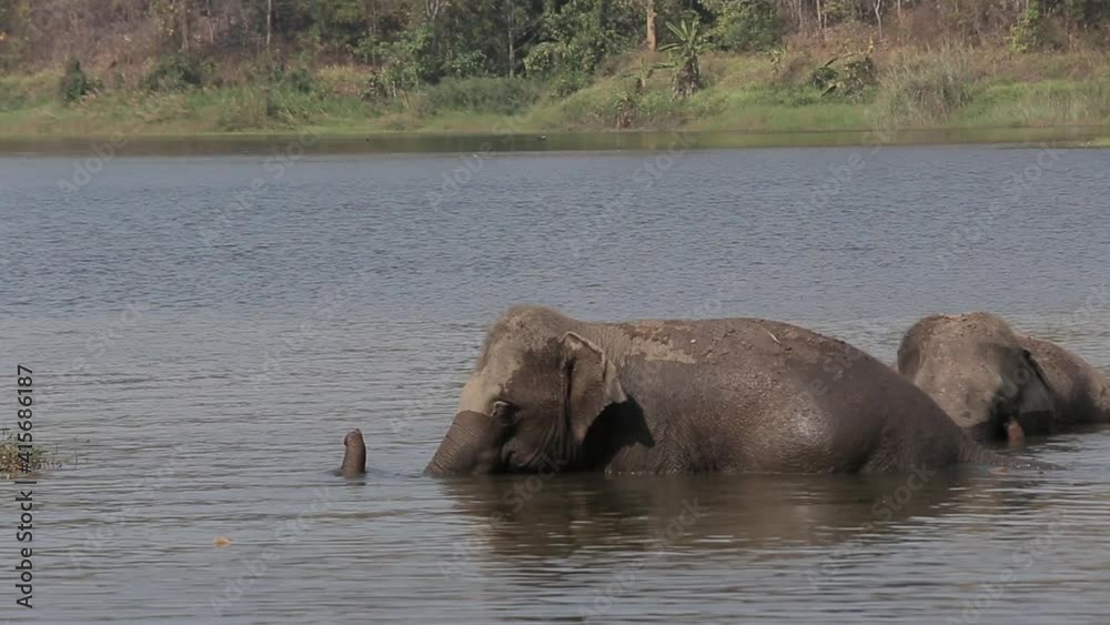 Thai elephants taking a bath on the river in Thai Elephant Conservation Center, Lampang Thailand. Thai elephants taking a bath on the river in Thai Elephant Conservation Center, Lampang Thailand.