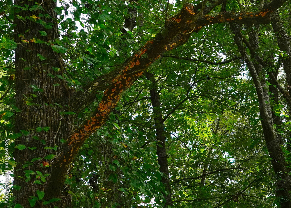 Obraz premium yellow on a branch